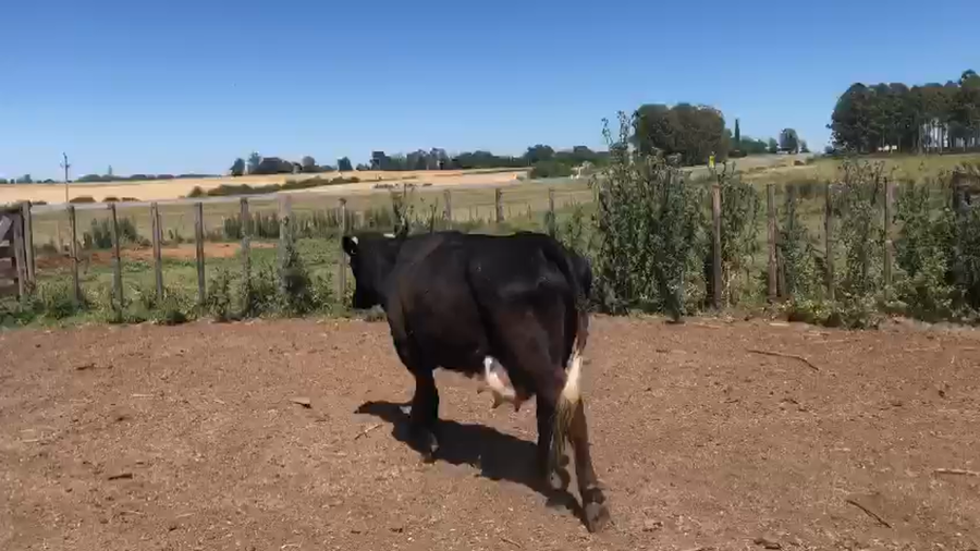 Lote 2 PC Cruza Holando y Angus