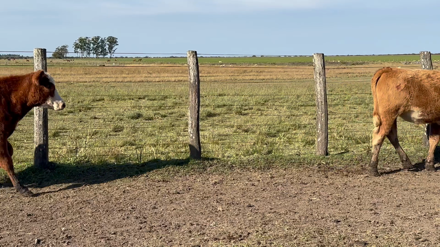 Lote 50 Terneros en Entre Ríos, San Jaime
