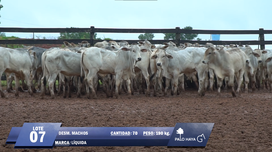 Lote Lote 7