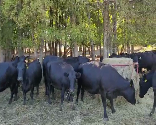 Lote 57 Vaca Exportación en Freire, IX Región Araucanía