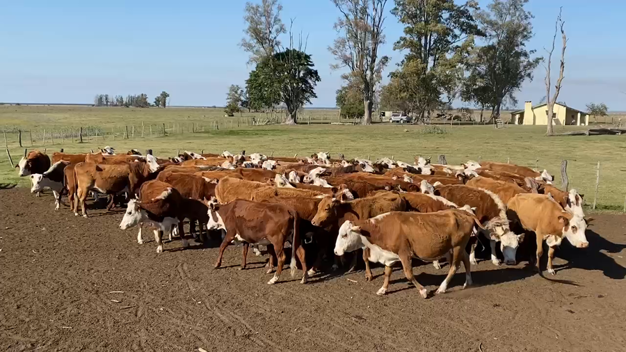 Lote 90 Vacas de invernar en Esquina, Corrientes