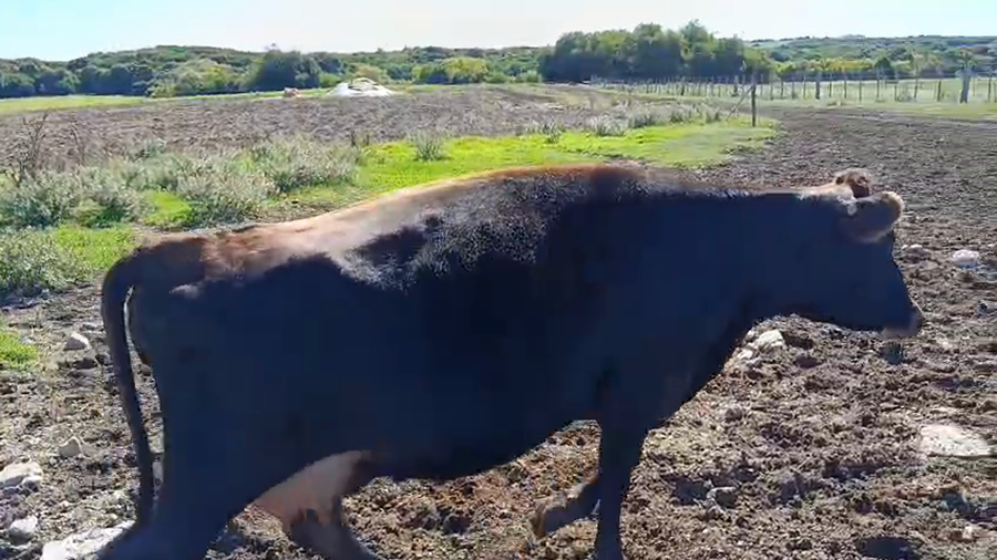 Lote Vaquillonas  a remate en Pantalla Camy - Aniversario 31 Años, San José