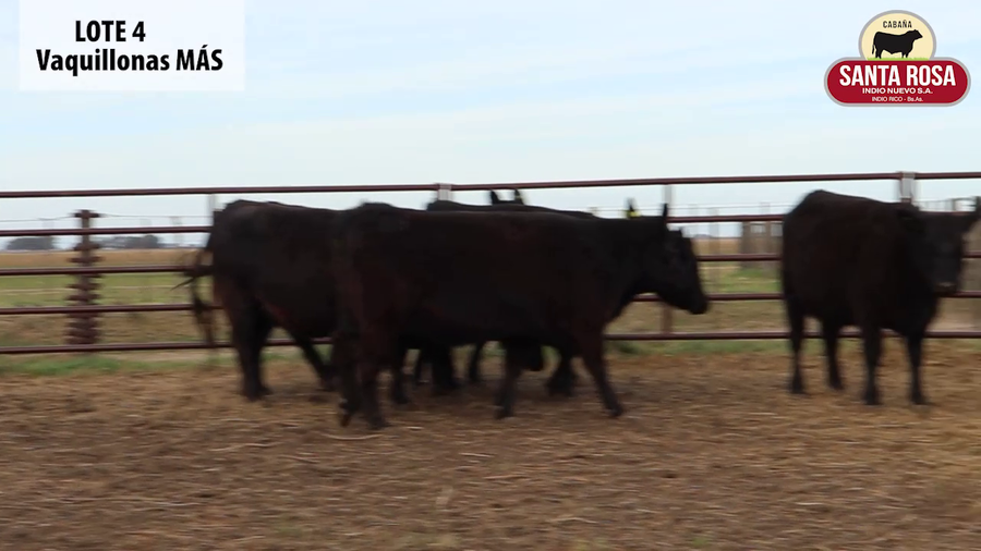 Lote VAQUILLONAS PREÑADAS