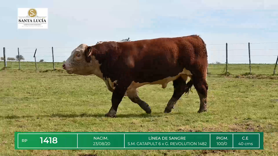 Lote TOROS HEREFORD
