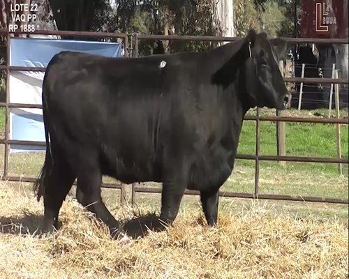 Lote VAQ. A. ANGUS PURAS DE PEDIGREE C/GARANTÍA DE PREÑEZ