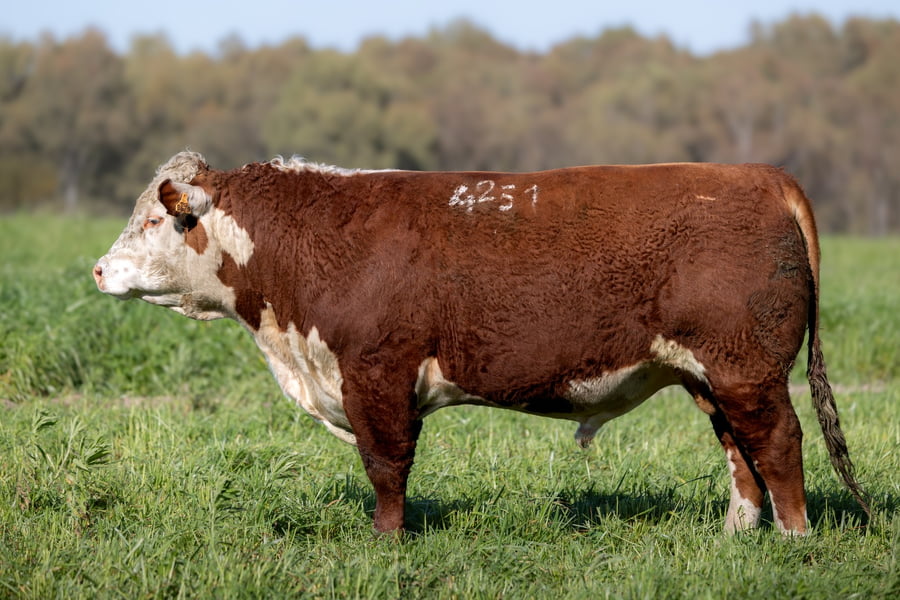 Lote 14