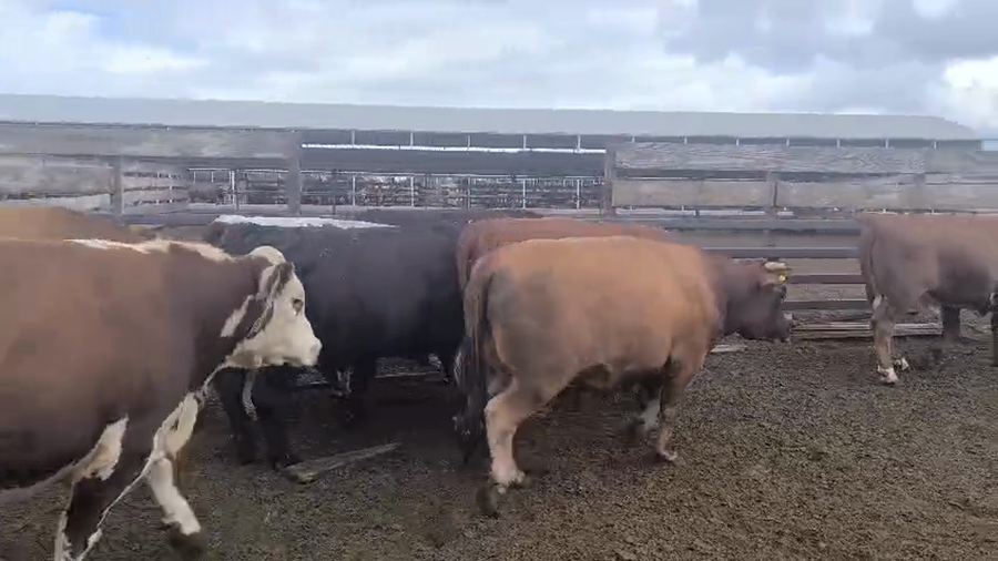 Lote 20 Novillo Gordo en Los Ángeles, VIII Región Biobío