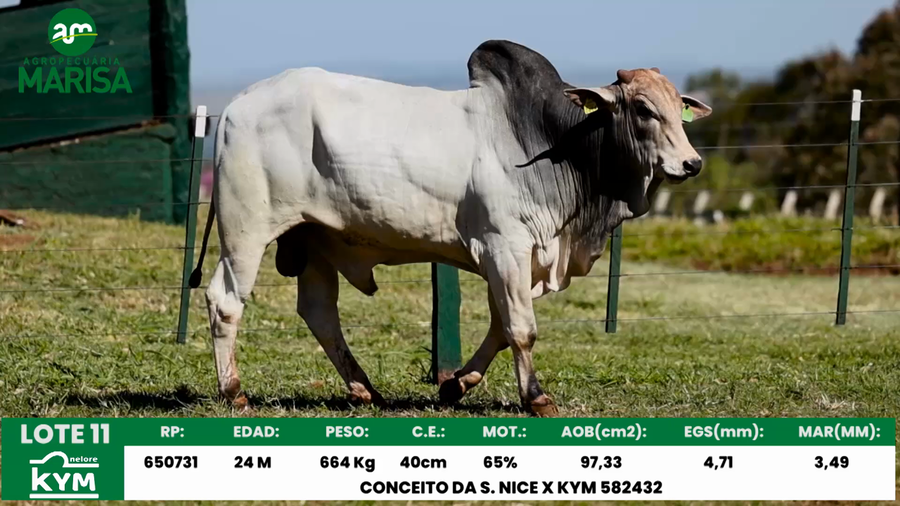 Lote Lote 11