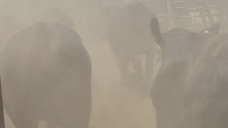 Lote 45 Novillo Gordo en San Rafael, VII  Región Maule