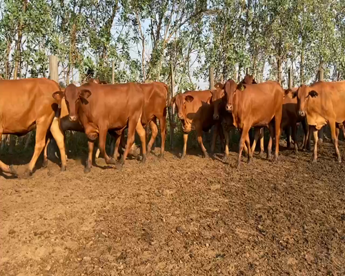 Lote 92 Vaquillonas en Pirané, Formosa