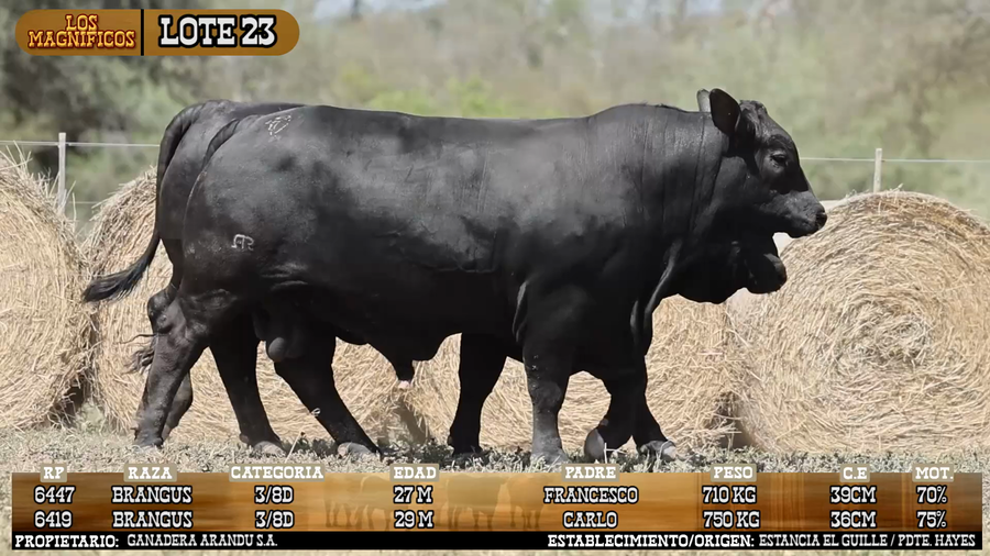Lote LOTE 23 - VIVO