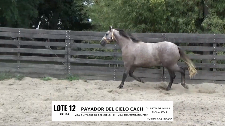 Lote PAYADOR DEL CIELO CACH