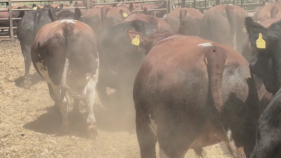 Lote 30 Novillo Gordo en Pelarco, VII  Región Maule