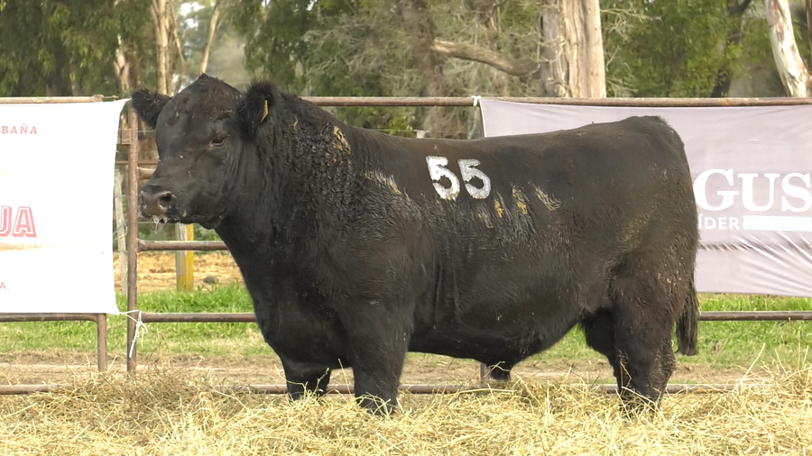Lote TOROS ANGUS NEGROS  PC