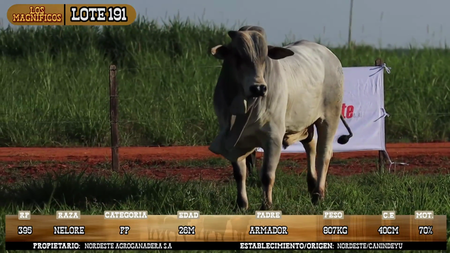 Lote LOTE 191