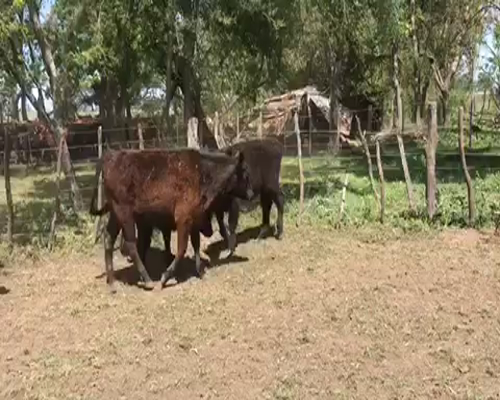 Lote 20 Terneros en Brandsen, Buenos Aires