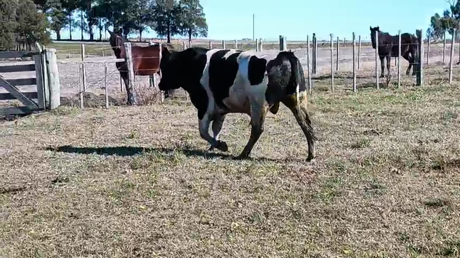 Lote Toros PI / PO / PC Holando a remate en Pantalla Camy 600kg -  en Ruta 23 Km 120