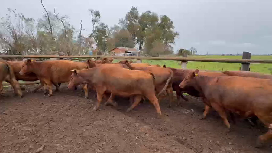 Lote 55 Vaquilla Engorda