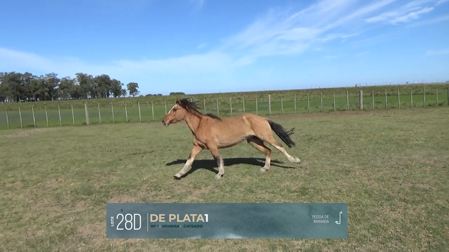 Lote Yeguarizos a remate en Criollos, Montevideo