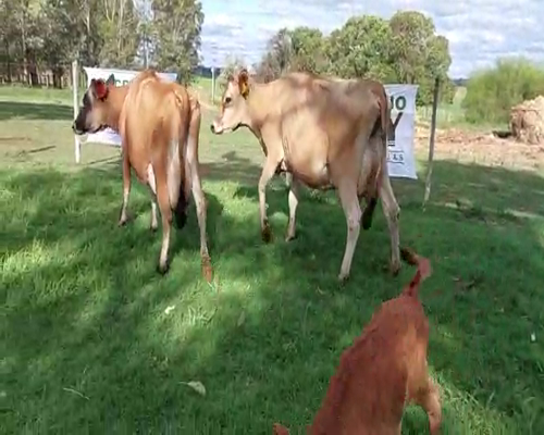 Lote 3 Vaca YERSEY a remate en Remate Elite por Pantalla de Ganado Lechero 450kg - , San José