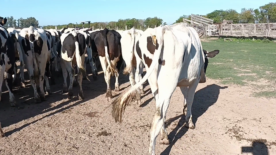 Lote 30 Novillos en Santa Fe, Palacios