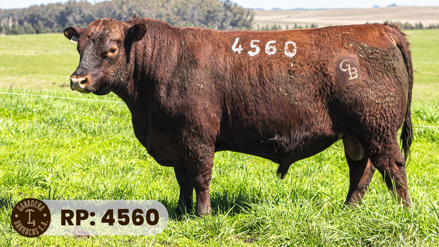 Lote RP 4560