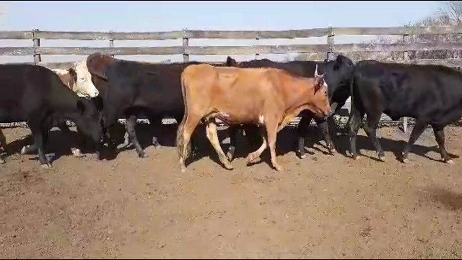 Lote 33 Vacas nuevas Preñadas Braford en Nuevo Torino, Santa Fe