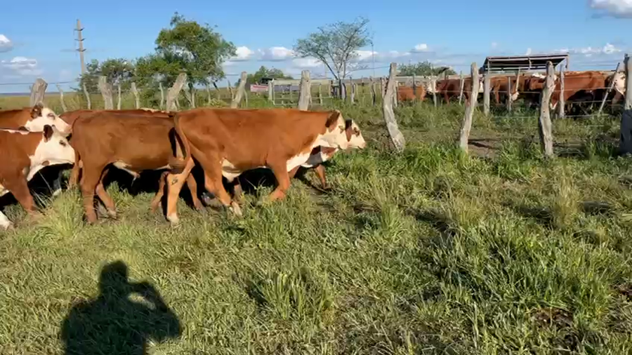 Lote 120 Terneros