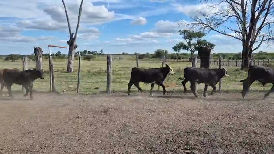 Lote 47 Terneros en Corrientes, Curuzu Cuatia