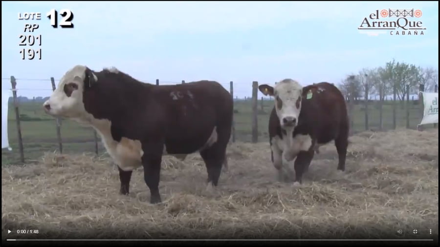 Lote 2 Toros Braford - Santa Anita, Entre Rios