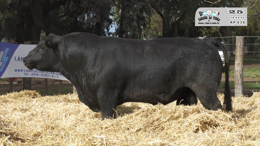 Lote TOROS PUROS CONTROLADOS