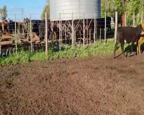 Lote 78 Terneros/as en Bolívar, Buenos Aires