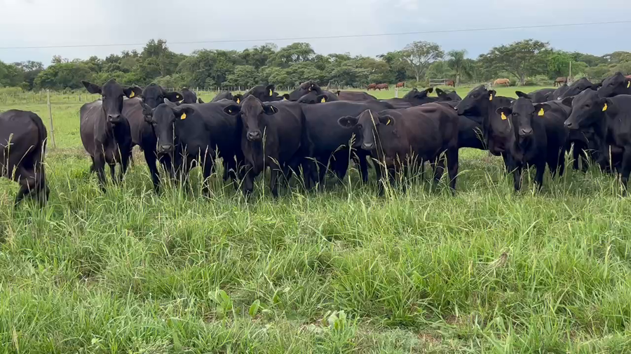 Lote 26 Vaquillonas C/ gtia de preñez en Pto. Eva Perón, Chaco