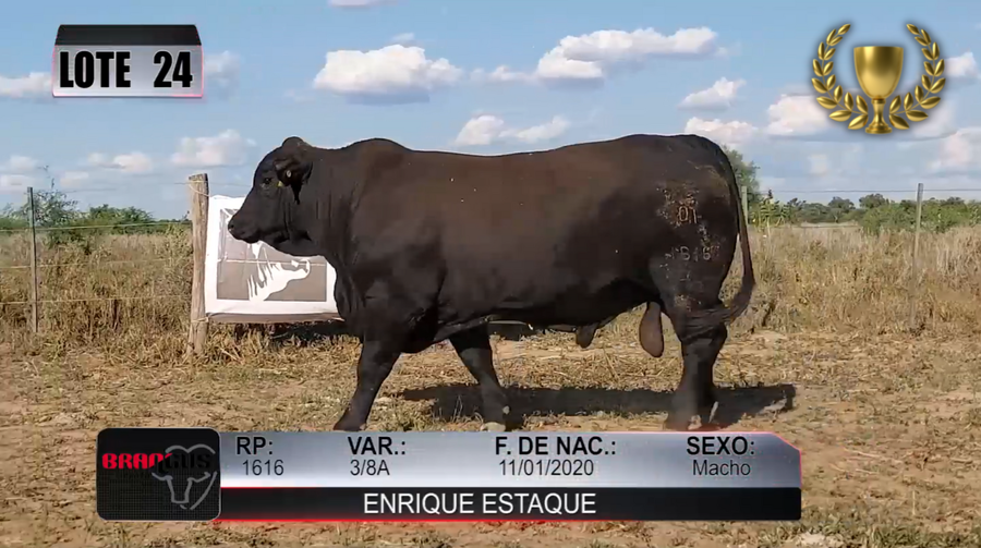 Lote Nacional de Otoño Brangus Campo - Lote 24