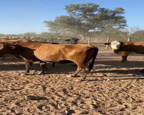 Lote 55 VACAS CRUZA PREÑADAS, EN DRAGONES, SALTA.-