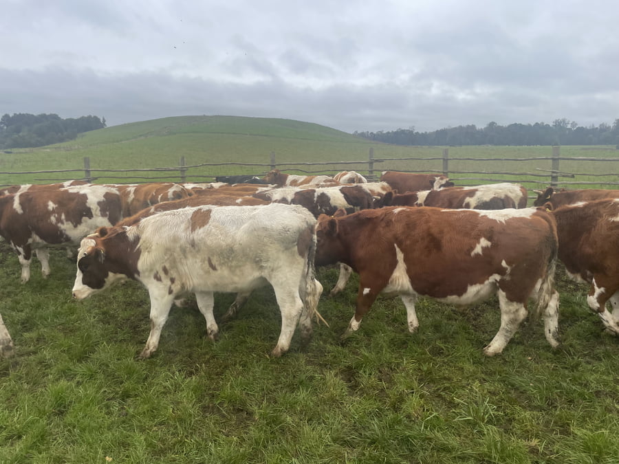 Lote 29 Novillo Engorda en X Región Los Lagos, Puerto Varas