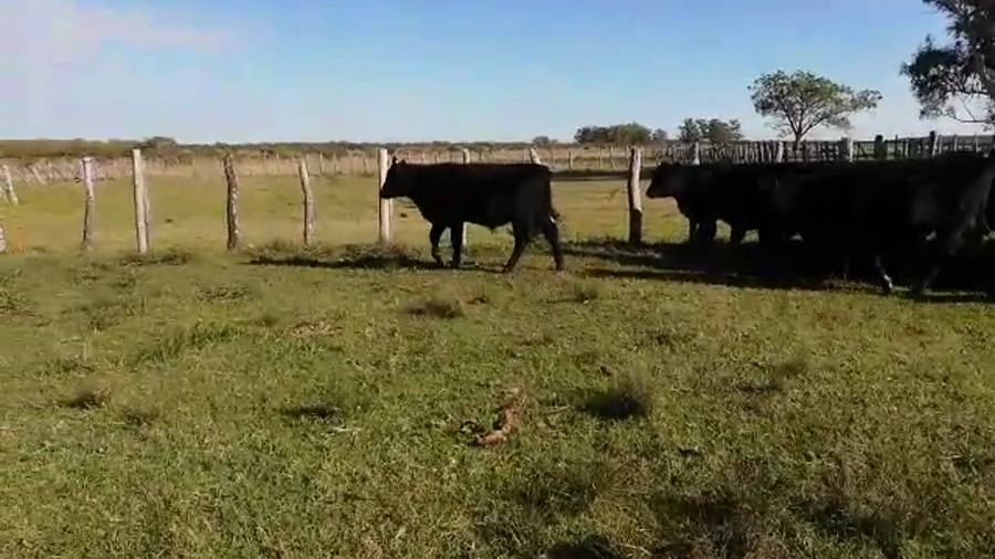Lote 40 Terneros en Concordia, Entre Ríos