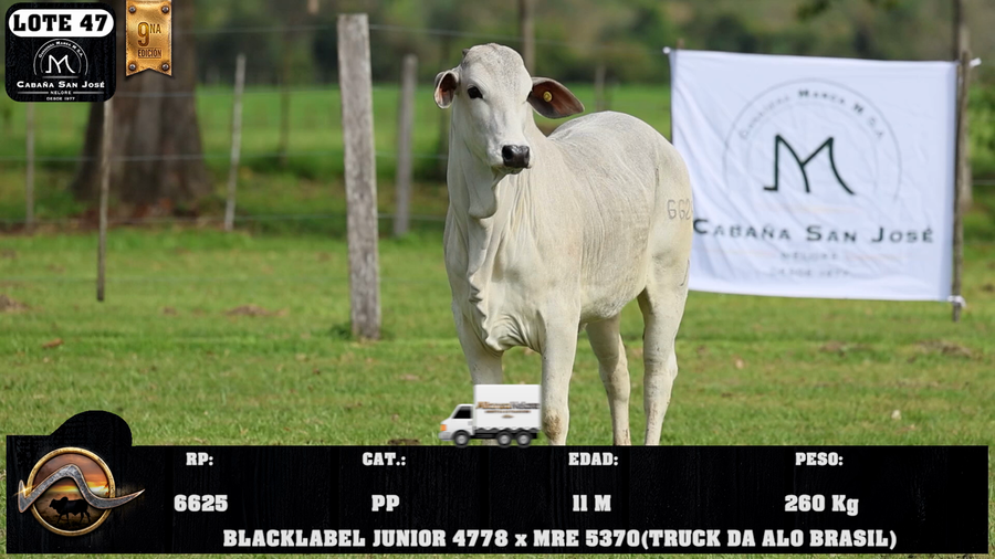 Lote LOTE 47