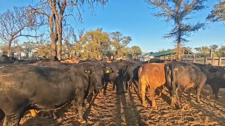 Lote 100 Vacas faena