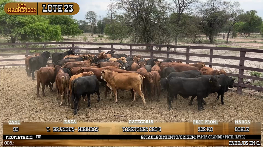 Lote LOTE 23