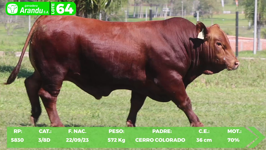 Lote LOTE 64