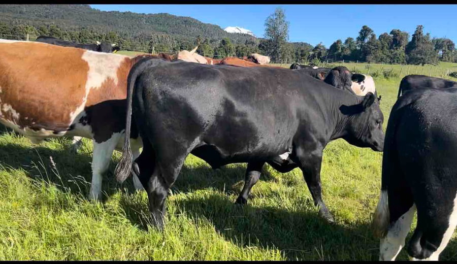 Lote 45 Novillo Gordo en Puerto Varas, X Región Los Lagos