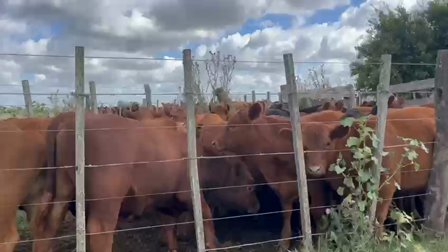 Lote 90 Terneros