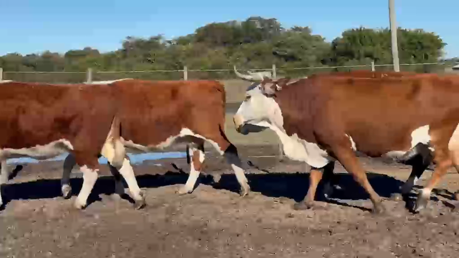 Lote 75 Vacas preñadas