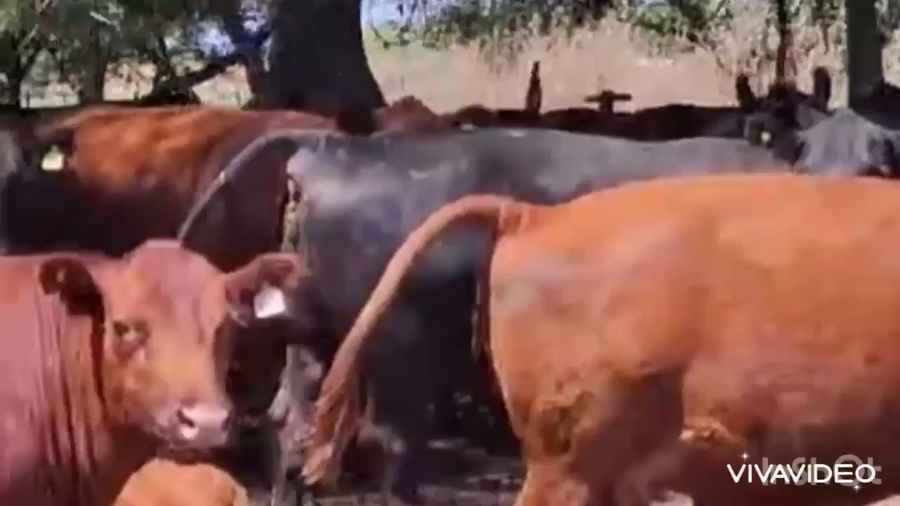 Lote 100 Vacas nuevas C/ cria