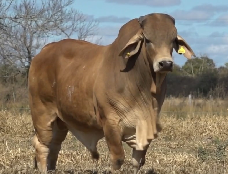 Lote TOROS(CORRAL 37) RED BRAMHAN "CABAÑA MARIA ESTHER"
