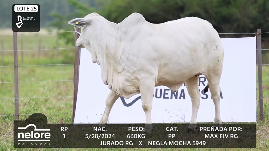 Lote LOTE 25