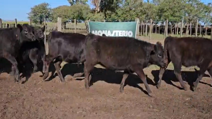 Lote 100 Terneras en Bolívar