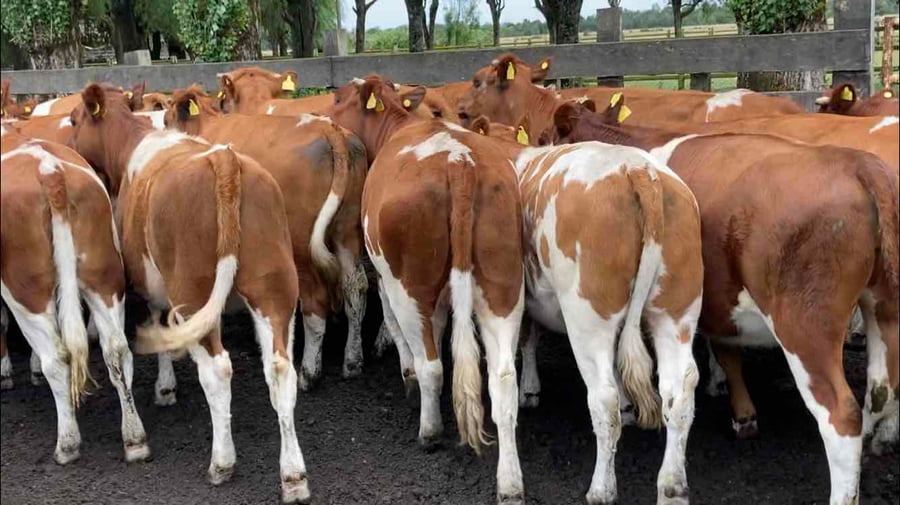 Lote 22 Vaquilla Engorda en Puerto Octay, X Región Los Lagos