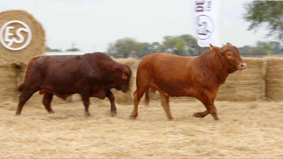 Lote TOROS